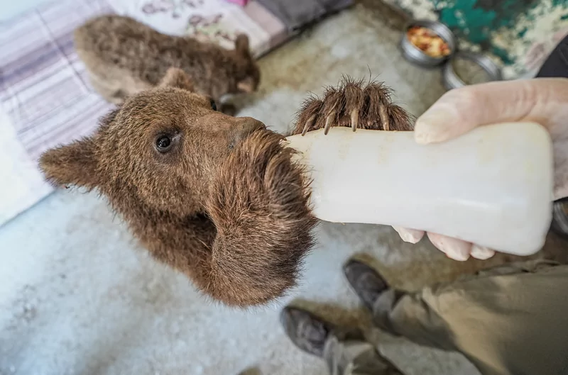Bursa ayı barınağının minik sakinleri özenle büyütülüyor
