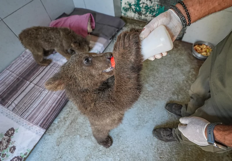 Bursa ayı barınağının minik sakinleri özenle büyütülüyor
