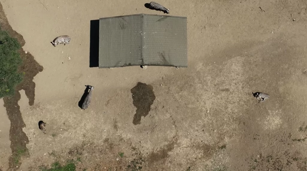 Bursa Hayvanat Bahçesi'nde zebra ailesinin yeni fertleri dünyaya geldi!