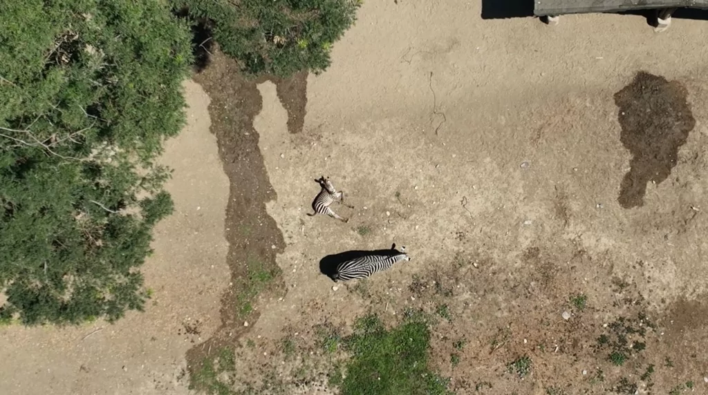 Bursa Hayvanat Bahçesi'nde zebra ailesinin yeni fertleri dünyaya geldi!