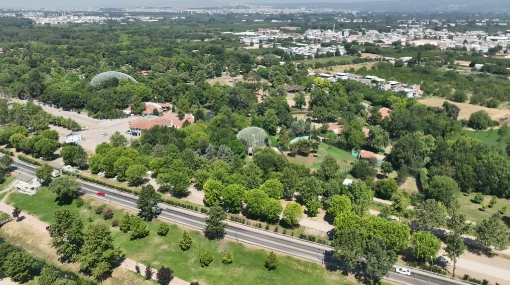 Bursa Hayvanat Bahçesi'nde zebra ailesinin yeni fertleri dünyaya geldi!