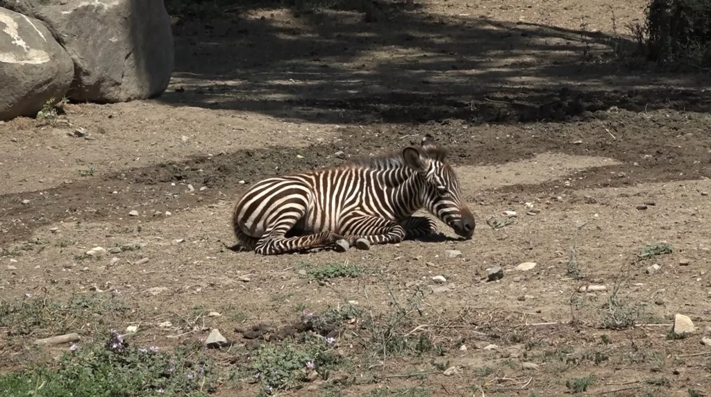 Bursa Hayvanat Bahçesi'nde zebra ailesinin yeni fertleri dünyaya geldi!
