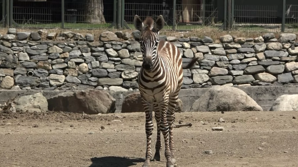 Bursa Hayvanat Bahçesi'nde zebra ailesinin yeni fertleri dünyaya geldi!