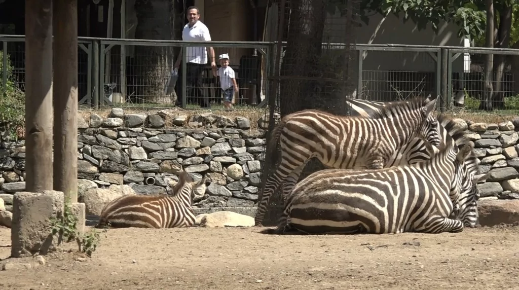 Bursa Hayvanat Bahçesi'nde zebra ailesinin yeni fertleri dünyaya geldi!