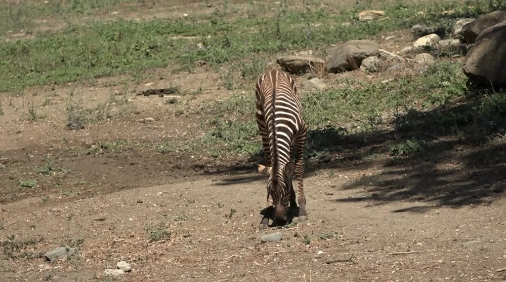 Bursa Hayvanat Bahçesi'nde zebra ailesinin yeni fertleri dünyaya geldi!