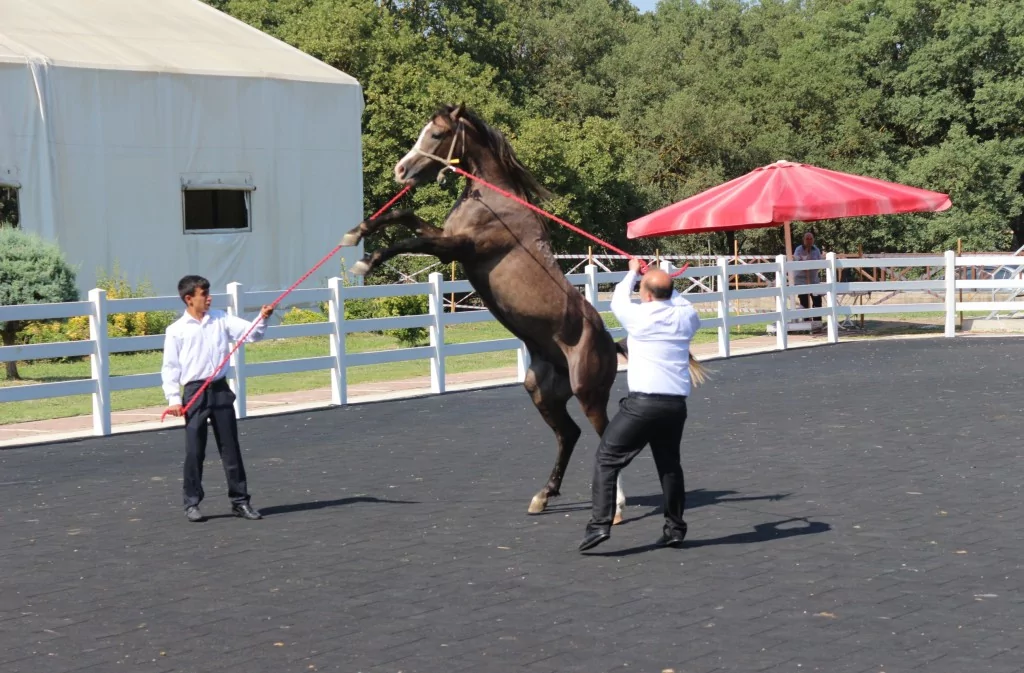 Bursa'da Arap tayların satışından 23 milyon lira gelir!