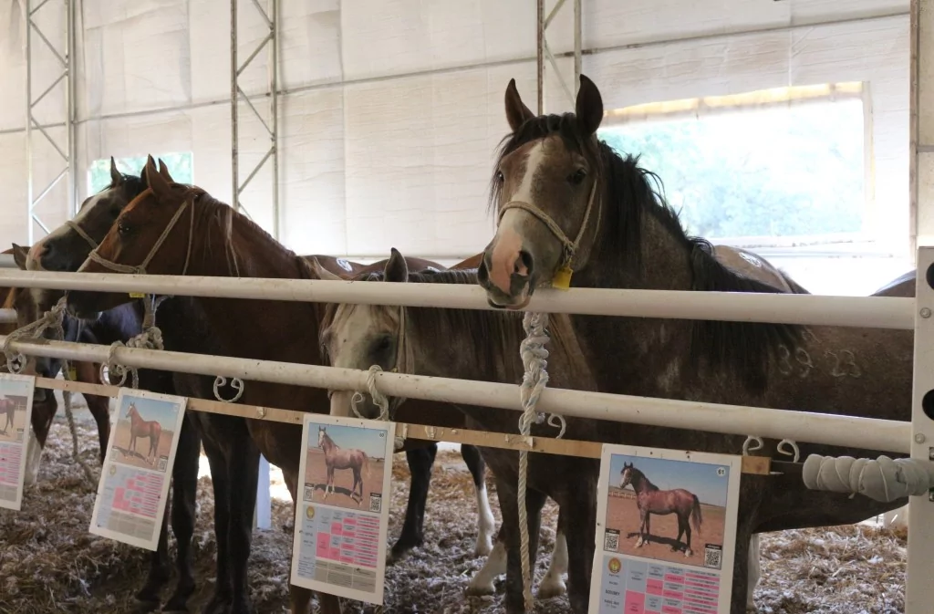 Bursa'da Arap tayların satışından 23 milyon lira gelir!