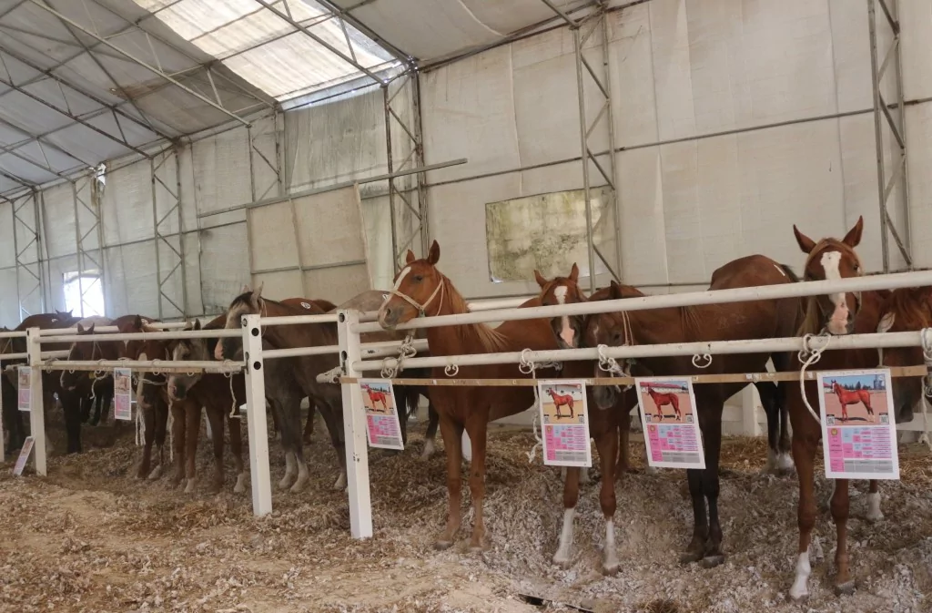 Bursa'da Arap tayların satışından 23 milyon lira gelir!