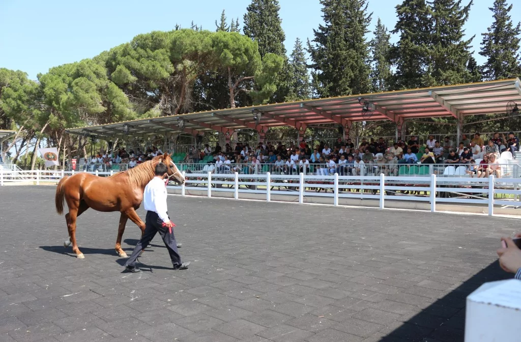 Bursa'da Arap tayların satışından 23 milyon lira gelir!