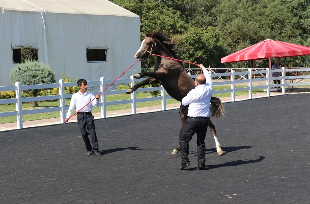 Bursa'da Arap tayların satışından 23 milyon lira gelir!