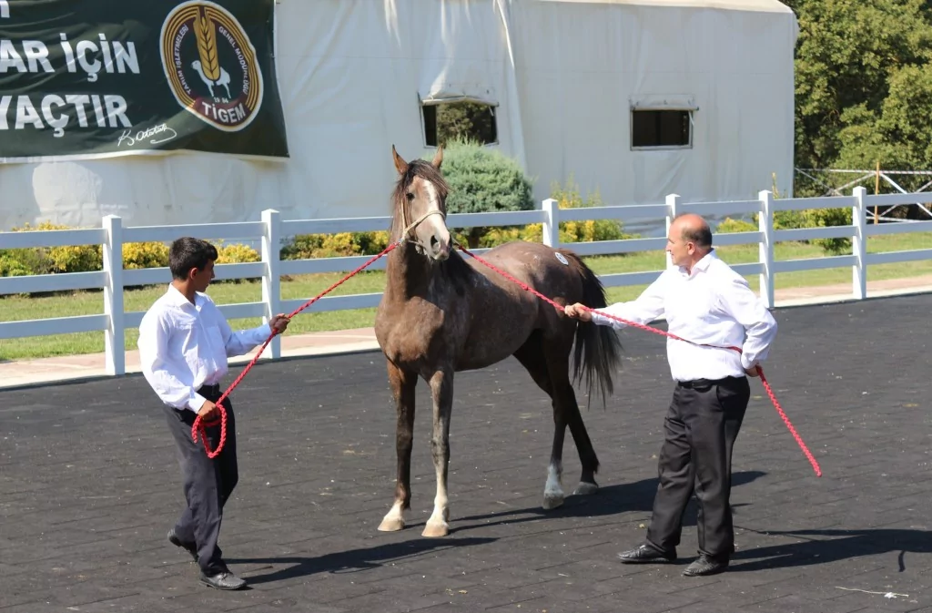 Bursa'da Arap tayların satışından 23 milyon lira gelir!