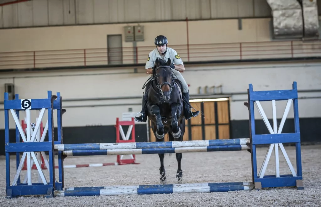 TSK'nın binek ve tören atları Gemlik'te özenle yetiştiriliyor