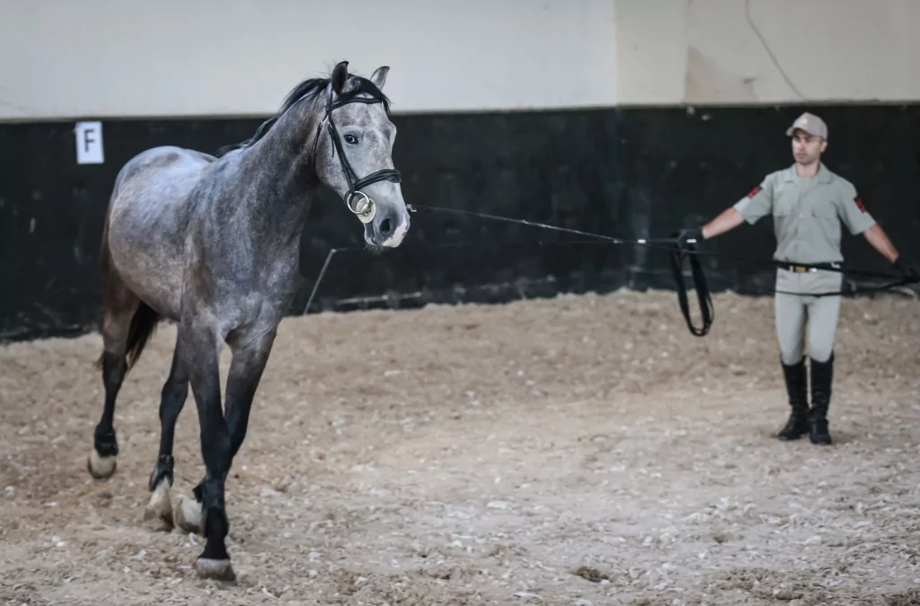 TSK'nın binek ve tören atları Gemlik'te özenle yetiştiriliyor