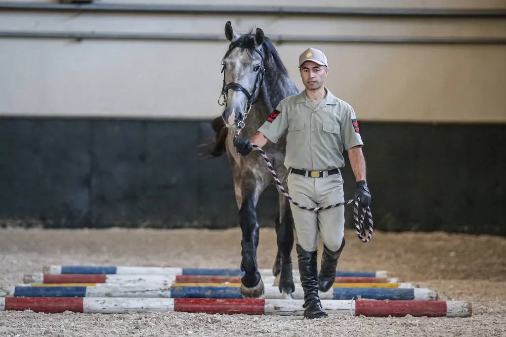 TSK'nın binek ve tören atları Gemlik'te özenle yetiştiriliyor