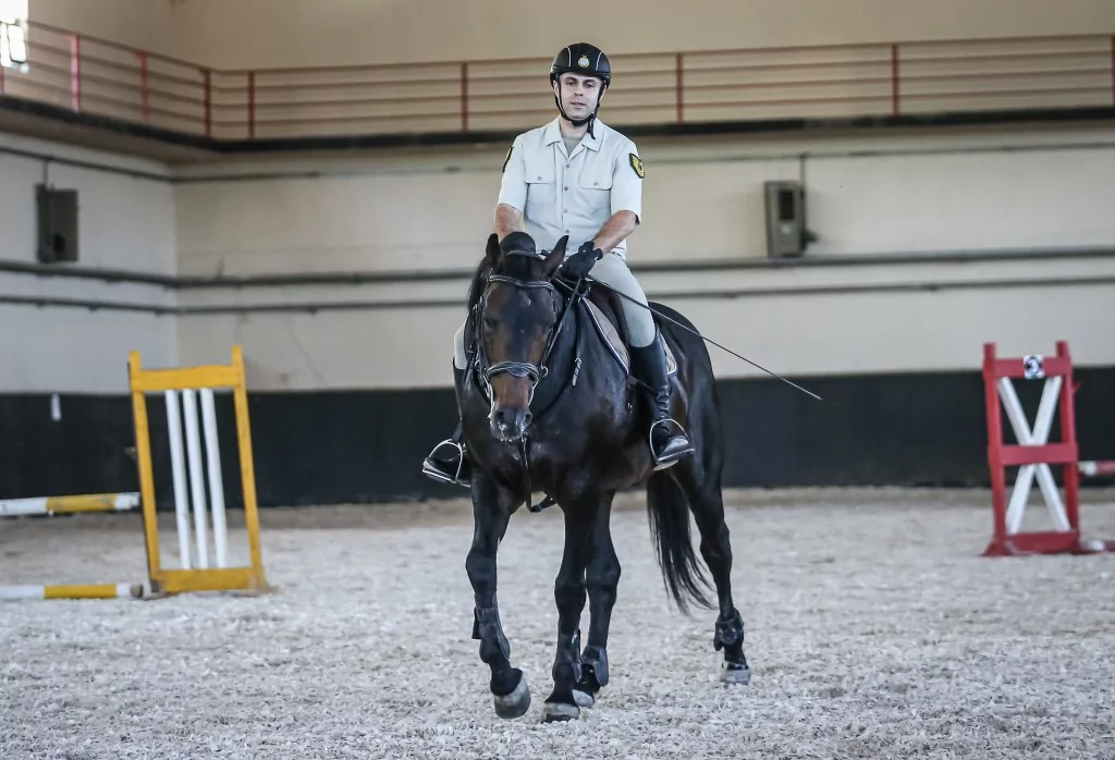 TSK'nın binek ve tören atları Gemlik'te özenle yetiştiriliyor