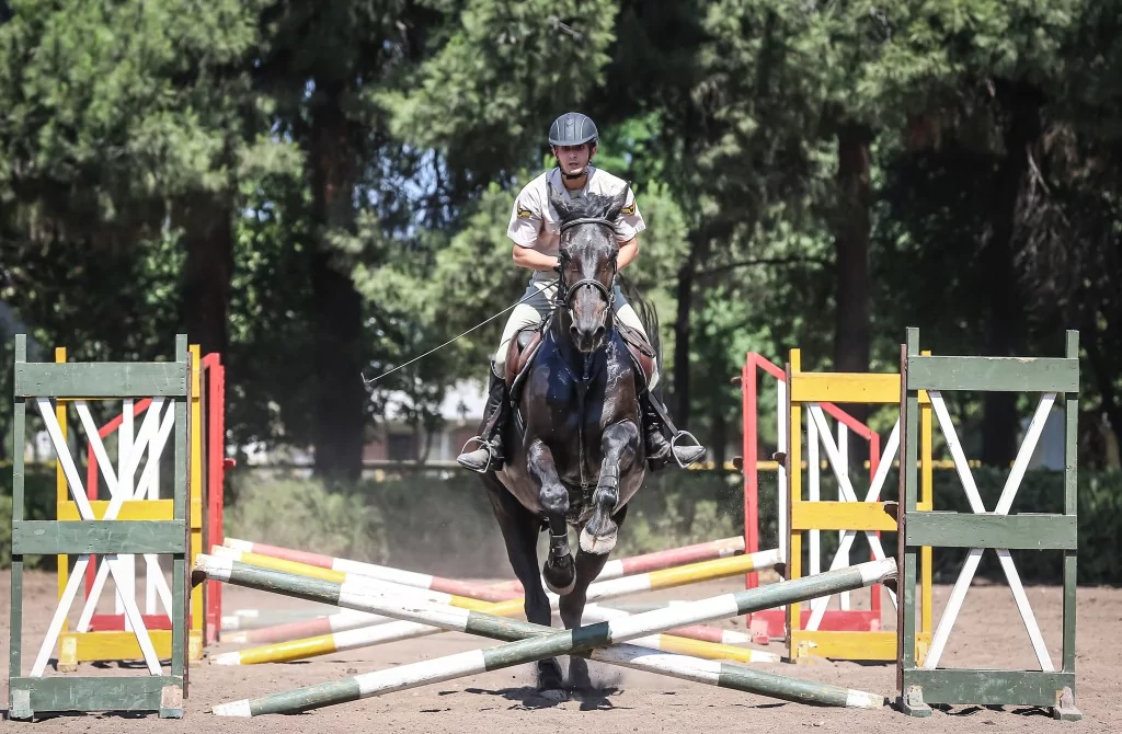 TSK'nın binek ve tören atları Gemlik'te özenle yetiştiriliyor