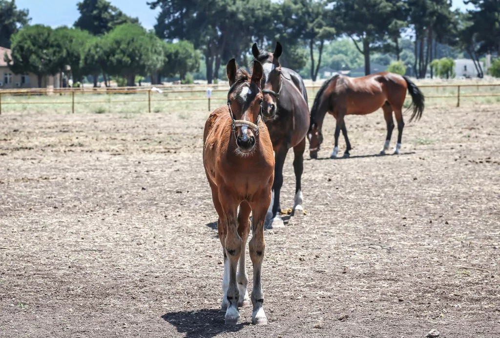 TSK'nın binek ve tören atları Gemlik'te özenle yetiştiriliyor