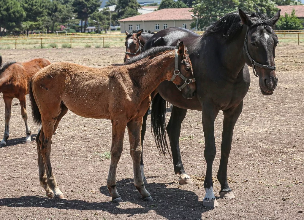 TSK'nın binek ve tören atları Gemlik'te özenle yetiştiriliyor