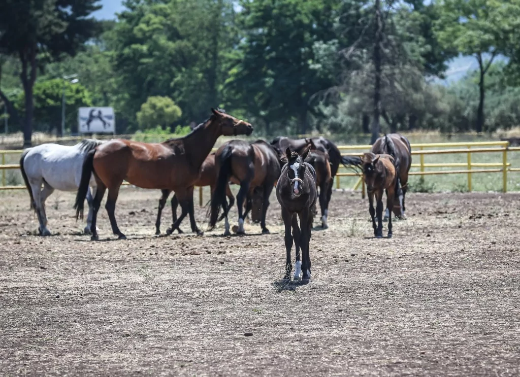 TSK'nın binek ve tören atları Gemlik'te özenle yetiştiriliyor