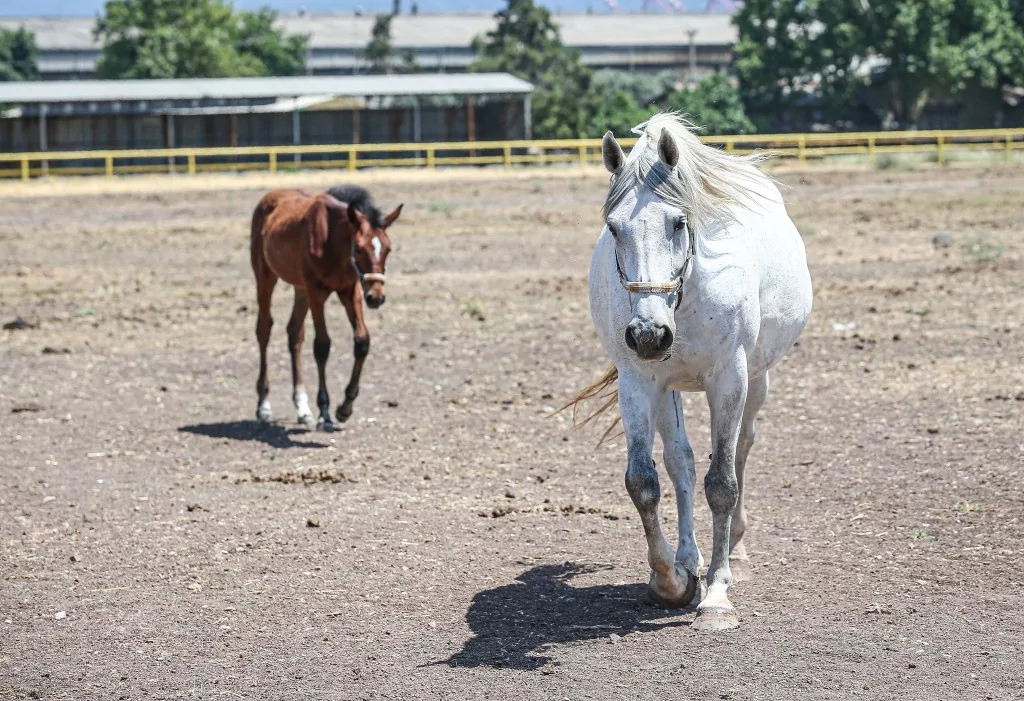 TSK'nın binek ve tören atları Gemlik'te özenle yetiştiriliyor