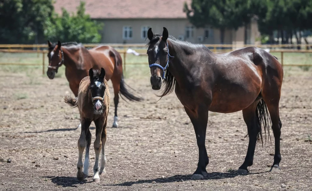 TSK'nın binek ve tören atları Gemlik'te özenle yetiştiriliyor