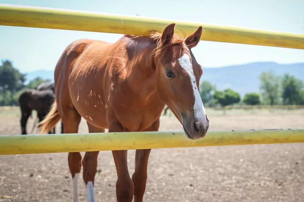 TSK'nın binek ve tören atları Gemlik'te özenle yetiştiriliyor