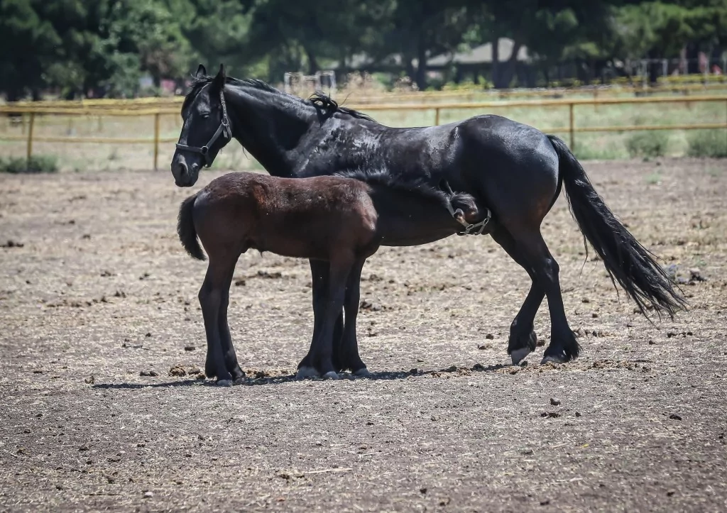 TSK'nın binek ve tören atları Gemlik'te özenle yetiştiriliyor
