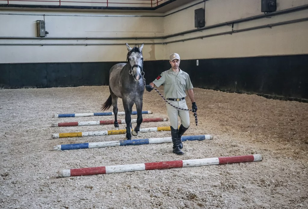 TSK'nın binek ve tören atları Gemlik'te özenle yetiştiriliyor