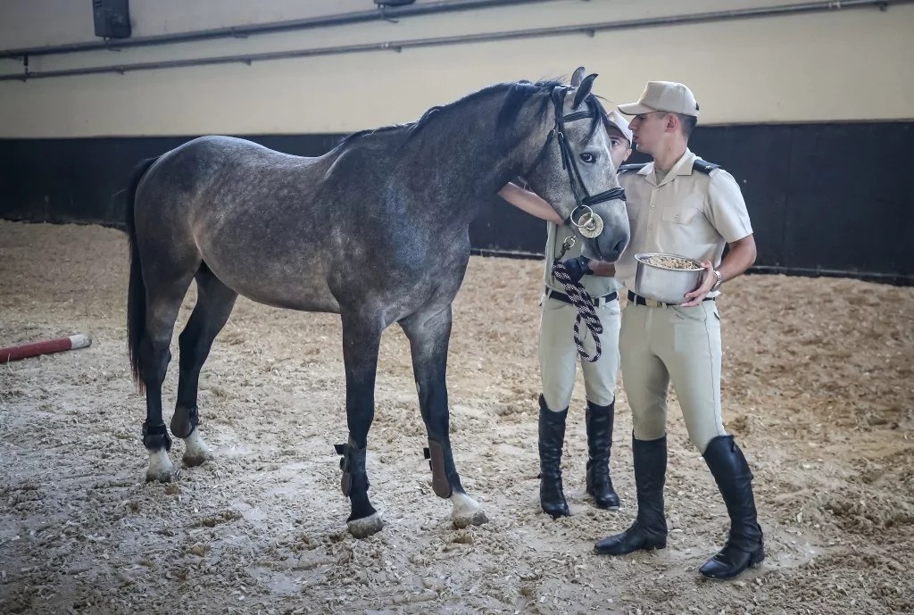 TSK'nın binek ve tören atları Gemlik'te özenle yetiştiriliyor