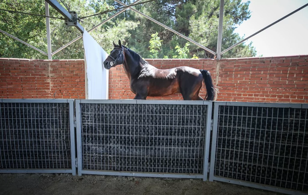 TSK'nın binek ve tören atları Gemlik'te özenle yetiştiriliyor