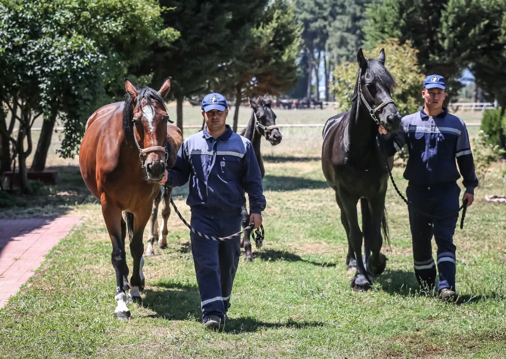 TSK'nın binek ve tören atları Gemlik'te özenle yetiştiriliyor