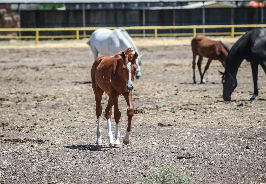 TSK'nın binek ve tören atları Gemlik'te özenle yetiştiriliyor