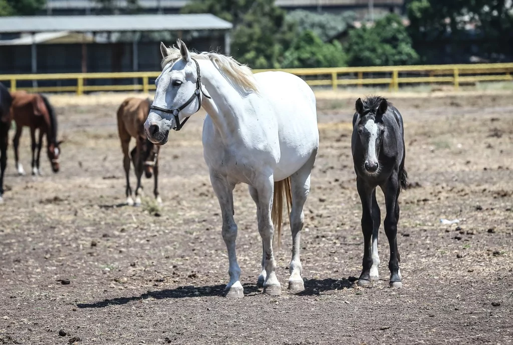 TSK'nın binek ve tören atları Gemlik'te özenle yetiştiriliyor