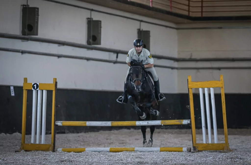 TSK'nın binek ve tören atları Gemlik'te özenle yetiştiriliyor