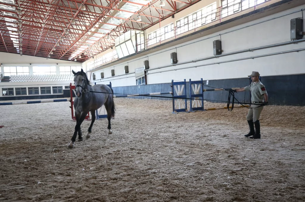 TSK'nın binek ve tören atları Gemlik'te özenle yetiştiriliyor
