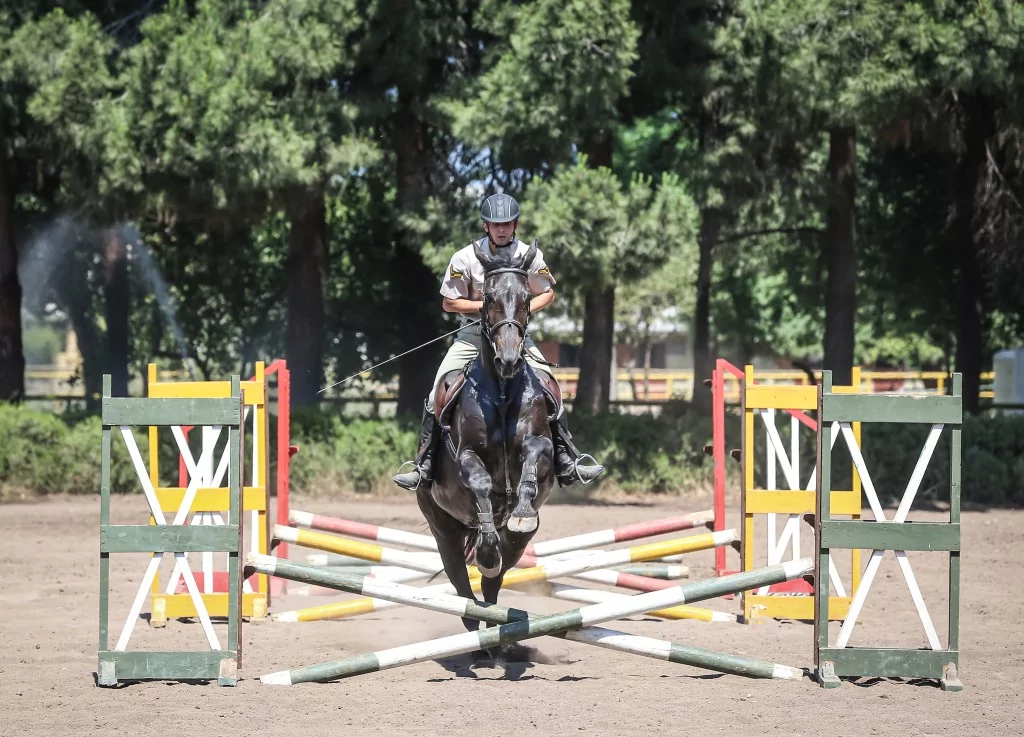 TSK'nın binek ve tören atları Gemlik'te özenle yetiştiriliyor