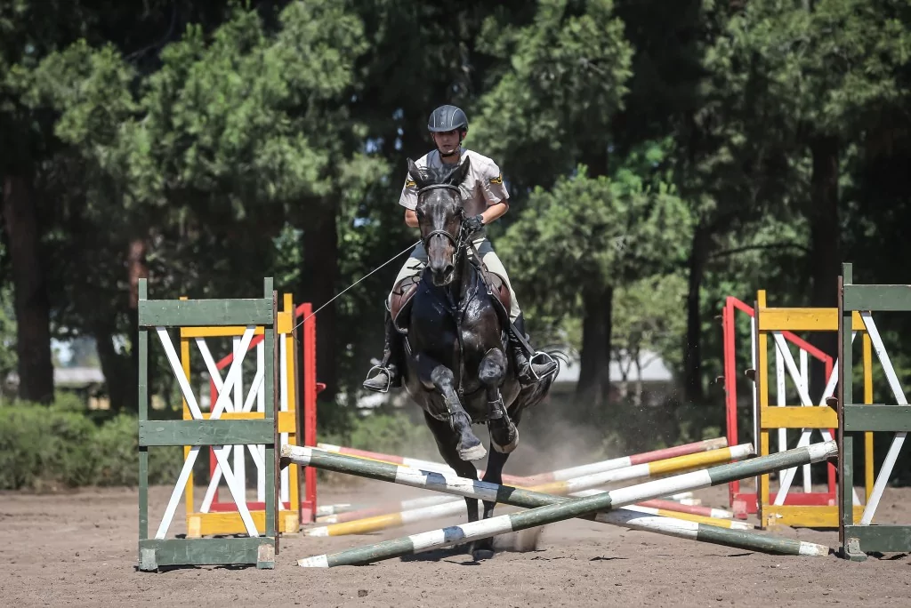 TSK'nın binek ve tören atları Gemlik'te özenle yetiştiriliyor