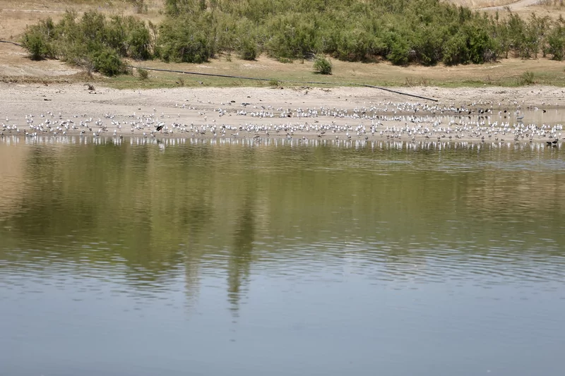 Bursa'da 43 yıldır arazileri sulayan gölet can çekişiyor
