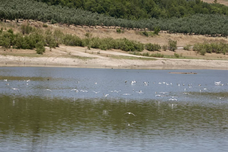 Bursa'da 43 yıldır arazileri sulayan gölet can çekişiyor