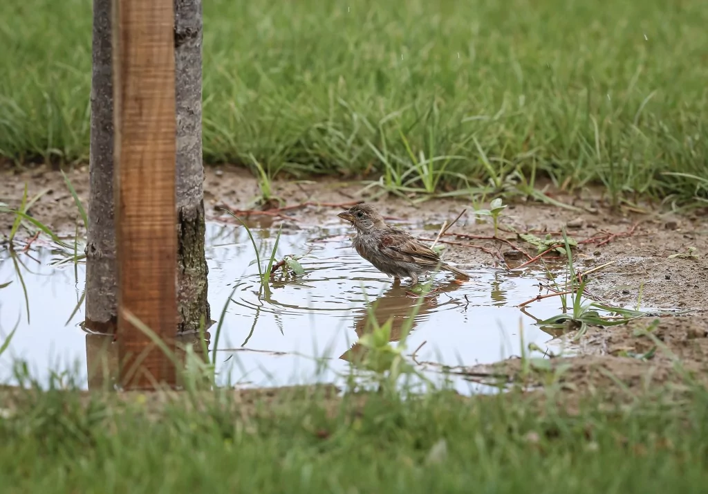 Bursa'da sıcaklardan bunaldılar... Su birikintisinde serinlediler
