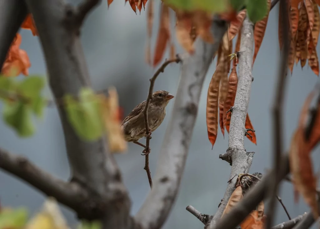 Bursa'da sıcaklardan bunaldılar... Su birikintisinde serinlediler