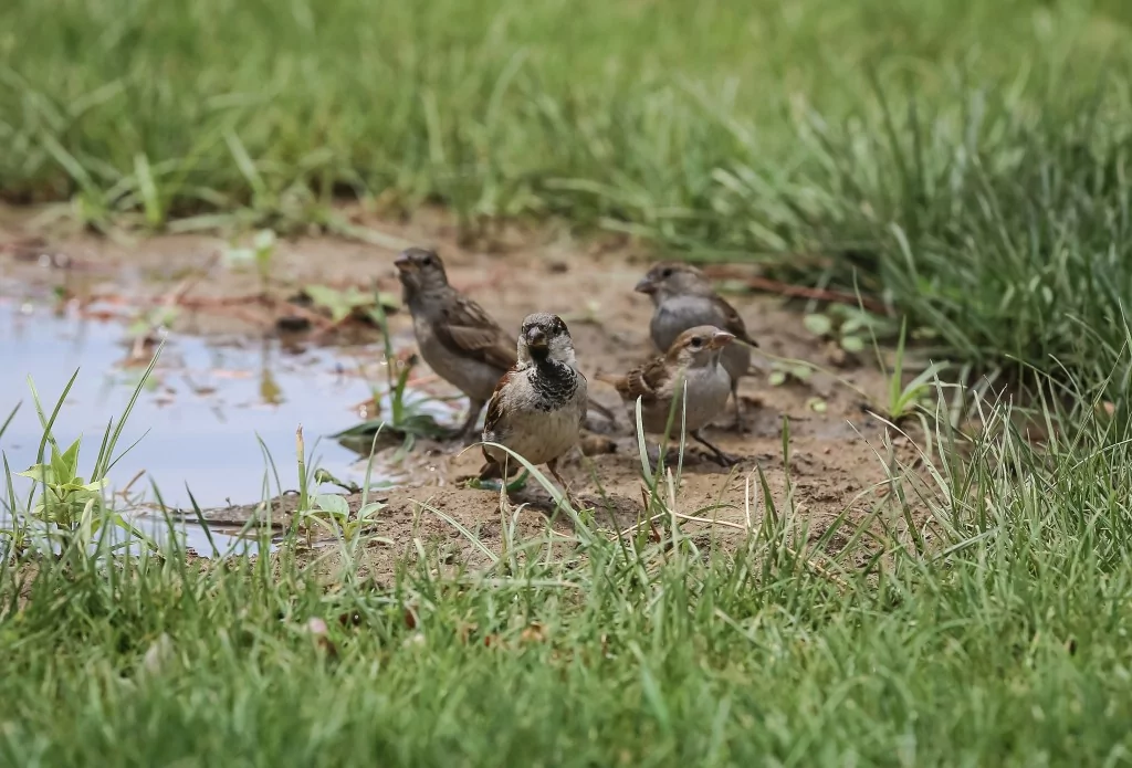 Bursa'da sıcaklardan bunaldılar... Su birikintisinde serinlediler