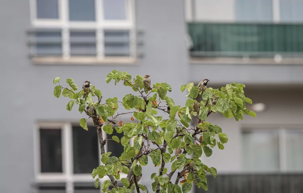 Bursa'da sıcaklardan bunaldılar... Su birikintisinde serinlediler