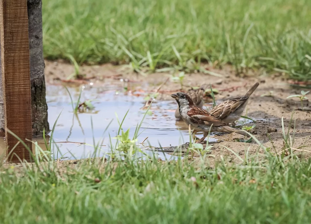 Bursa'da sıcaklardan bunaldılar... Su birikintisinde serinlediler