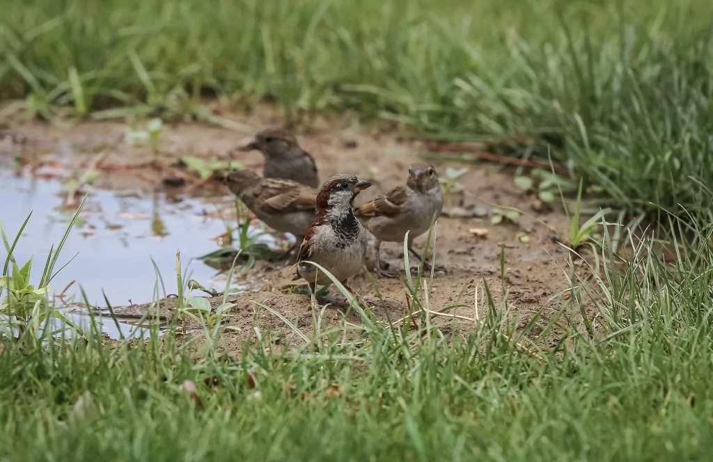 Bursa'da sıcaklardan bunaldılar... Su birikintisinde serinlediler