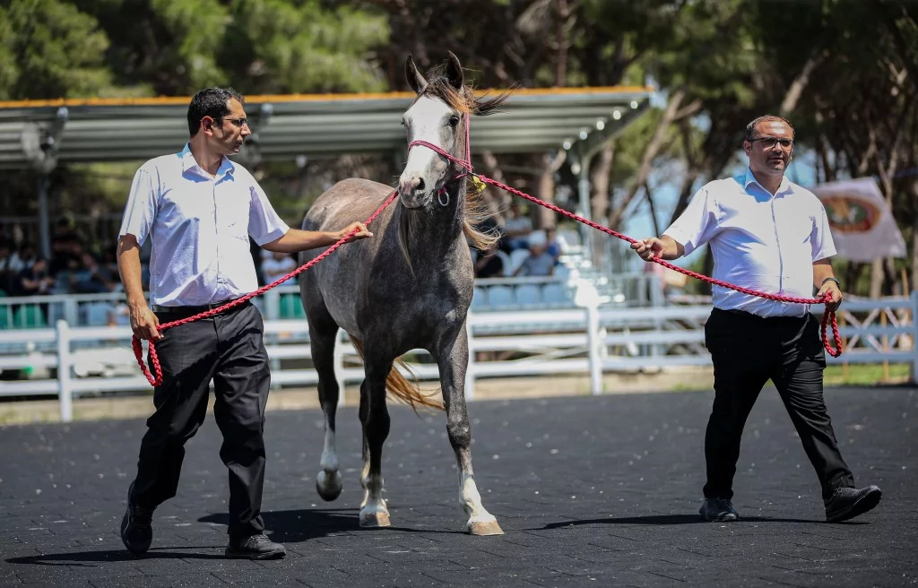 TİGEM'e 51 tayın satışından dev gelir!