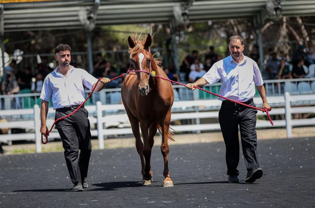 TİGEM'e 51 tayın satışından dev gelir!