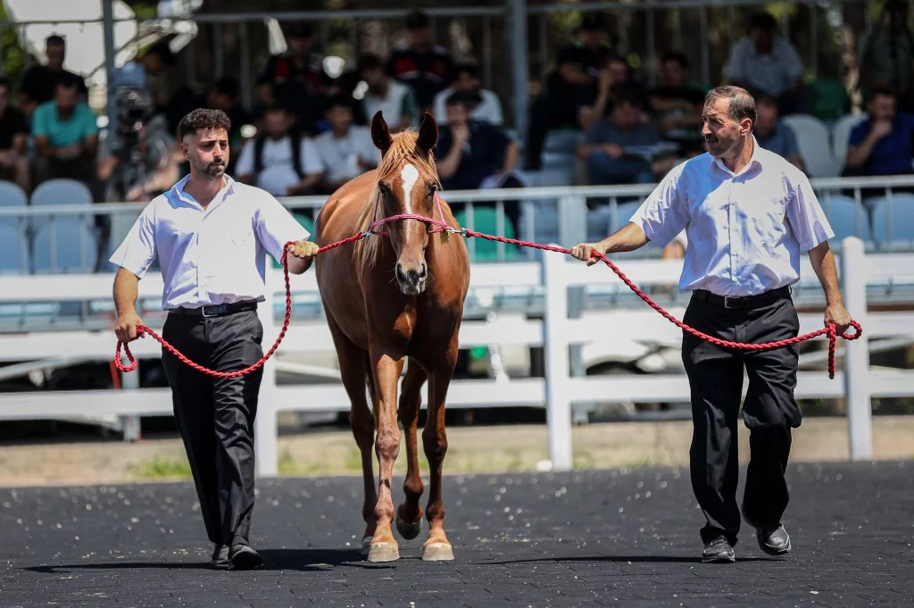 TİGEM'e 51 tayın satışından dev gelir!