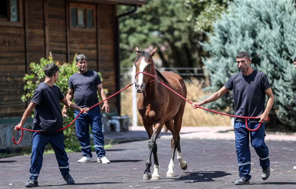 TİGEM'e 51 tayın satışından dev gelir!