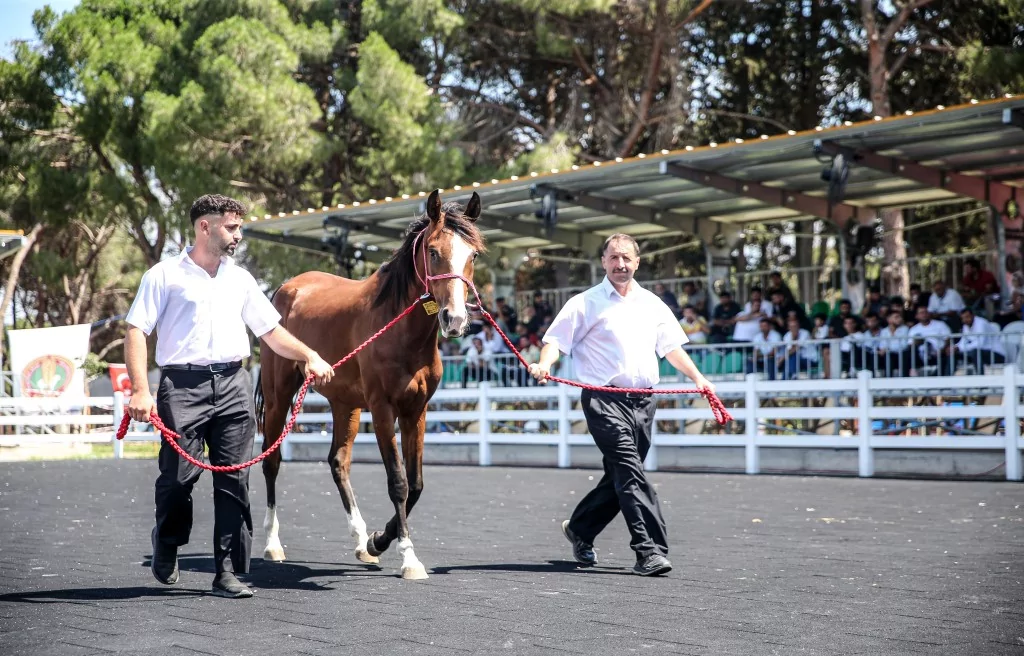 TİGEM'e 51 tayın satışından dev gelir!